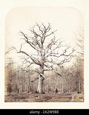 Le Queen Anne's Oak, James Sinclair (britannique, 1821-1881), 1864, à l'albumine, 11-1/4 x 9-3/8 in. (Image), série, l'histoire de Windsor Great Park et Windsor Forest Banque D'Images