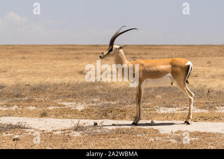 La gazelle de Thomson sur la savane dans l'Afrique. Safari dans le Serengeti, Tanzanie Banque D'Images