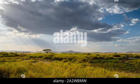 Incroyable coucher du soleil avec des rayons dans le parc national du Serengeti en Afrique. vue imprenable de savanah, herbe verte et ciel bleu Banque D'Images
