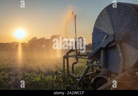 Silhouette d'irrigation agricole arrosage système de blé au coucher du soleil. L'irrigation en utilisant le champ de système de gicleurs à pivot central. Amsterdam, Th Banque D'Images