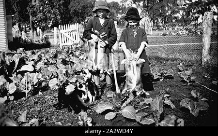 Négatif - Enfants Afficher les récompenses d'un Rabbiting Voyage, District de Wangaratta, Victoria, vers 1930, un jeune garçon et fille debout dans un jardin vegie tenant deux paires de lapins. Le garçon est titulaire d'un fusil sous son bras et a la hache appuyée contre lui. Plusieurs sont à la recherche sur les chats. Le jardin est clôturé par une clôture et grillage de poulet a un piquet de porte. Dans l'arrière-plan sont deux réservoirs d'eau en tôle ondulée, peut-être à côté d'une maison. Le garçon plus âgé sur la gauche est Albert Morrison Banque D'Images