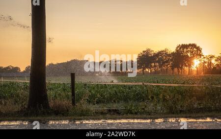 Silhouette d'irrigation agricole arrosage système de blé au coucher du soleil. L'irrigation en utilisant le champ de système de gicleurs à pivot central. Amsterdam, Th Banque D'Images