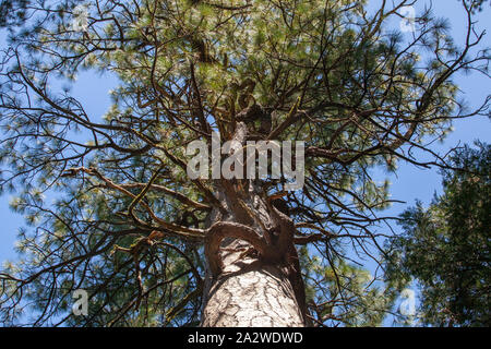 La croissance des branches tordues sur un pin à Yosemite en Californie Banque D'Images