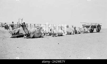 Négatif - Train de chameaux, de repos Warrawagine, Australie occidentale, vers 1938, de l'image d'un chameau avec l'équipe d'un wagon, peut-être prises dans la région de Warrawagine vers 1938. Les chameaux et leurs chameliers ont aidé à transporter les fournitures à l'intérieur des terres pour l'exploitation minière et les industries des moutons, aidé la construction de l'Overland Telegraph Line, la Canning Stock Route, grandes clôtures et l'Trans-Australia et chemins de l'Australie centrale. Ils ont transporté les sections de tuyau pour l'approvisionnement en eau, alimenté Goldfields Banque D'Images