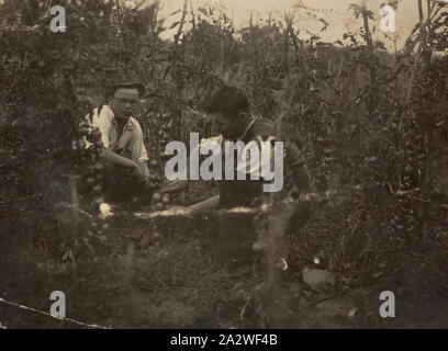 Photographie numérique - Deux hommes et les plants de tomates, Bonegilla et centre de formation d'accueil des migrants, 1950, photographie noir et blanc montrant Ivan Kucan et un ami avec leurs plants de tomates, à Bonegilla Centre de formation et d'accueil des migrants, 1950. Selon Ivan Kucan's family, en 1949 la famille Kucan émigré en Australie en tant que personnes déplacées après la Seconde Guerre mondiale. Ils avaient séjourné dans un camp de personnes déplacées en Autriche pendant quatre ans, mais leur pays d'origine est l'Ukraine. Les deux premières années Banque D'Images