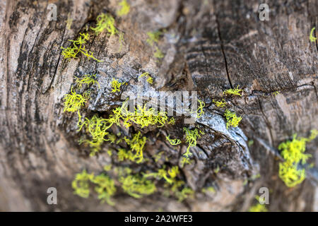 De minuscules feuilles marginées croissant sur une souche d'arbre Banque D'Images