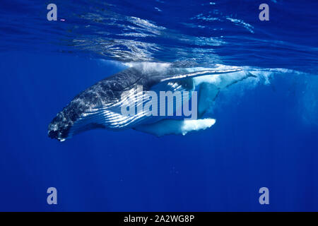 Une baleine à bosse ludique photographié veau vraiment proche, dans les eaux bleues de l'océan Pacifique, en polynésie francaise Banque D'Images