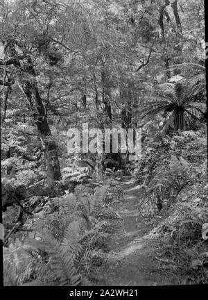 Diapositive - La voie Yarra, Victoria, 1904-1907, image en noir et blanc de la partie supérieure de la voie Yarra montrant comment dans certaines régions ce n'est qu'une seule voie de largeur à travers l'épaisse végétation naturelle, photographié par A.J. Campbell. Un des nombreux formant l'A.J. Campbell Collection détenus par Museum Victoria Banque D'Images