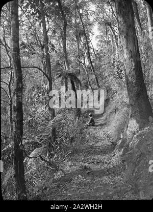 Diapositive - La voie Yarra, Victoria, 1904-1907, image en noir et blanc de la partie supérieure de la piste de Yarra, photographié par A.J. Campbell. Le monsieur inclus n'a pas été identifié. A.J. Campbell a organisé deux randonnées à pied de la partie supérieure de la piste, une Yarra en 1904 et l'autre en 1907. L'un des nombreux formant l'A.J. Campbell Collection détenus par Museum Victoria Banque D'Images