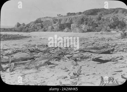 Diapositive - Bois flotté sur la plage, l'Australie, date inconnue, image en noir et blanc de bois flotté sur une plage inconnue, photographié par A.J. Campbell Banque D'Images