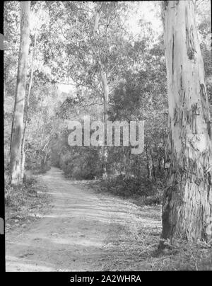 Diapositive - Forest Road, Victoria, Australie, date inconnue, image en noir et blanc d'une route forestière en Victoria, photographié par A. G. Campbell, fils de l'A.J. Campbell. C'est l'une des nombreuses diapositives sur verre qui forment l'A.J. Campbell Collection détenus par les musées Victoria Banque D'Images