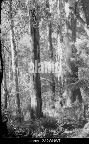 Hardys - Lanterne Creek, Victoria, en janvier 1944, image en noir et blanc de la lumière du soleil tôt le matin à travers la diffusion de grands arbres dans la région du ruisseau Hardys de Victoria, photographié par A. G. Campbell, fils de l'A.J. Campbell. C'est l'une des nombreuses diapositives sur verre qui forment l'A.J. Campbell Collection détenus par les musées Victoria Banque D'Images