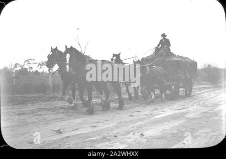 Diapositive - chariot à cheval, de l'Australie, date inconnue, image en noir et blanc d'un chariot à cheval avec le conducteur assis sur le dessus de la charge transportée, photographié par A.J. Campbell Banque D'Images