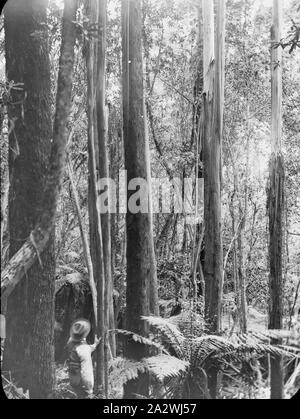 Diapositive - Mast Gully, Upwey, Victoria, date inconnue, image en noir et blanc de la ligne droite de Tall Timbers Mast Gully à Upwey où les mâts de rechange pour les navires dans le port de Melbourne ont été acquis dans les années 1850. C'est pensée la personne dans l'image peut être A.G. Campbell, fils de l'A.J. Campbell Banque D'Images