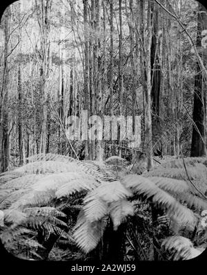 Diapositive - Mast Gully, Upwey, Victoria, date inconnue, image en noir et blanc de la ligne droite de Tall Timbers Mast Gully à Upwey où les mâts de rechange pour les navires dans le port de Melbourne ont été acquis dans les années 1850 Banque D'Images