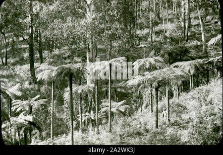 Diapositive - fougères arborescentes, Dandenongs, Victoria, date inconnue, image en noir et blanc de fougères arborescentes poussant sur le côté d'une colline dans le Dandenongs de Victoria, photographié par A.J. Campbell Banque D'Images
