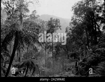 Diapositive - La voie Yarra, Victoria, 1904-1907, image en noir et blanc de fougères le long de la haute voie Yarra, photographié par A.J. Campbell au cours d'une des deux expéditions Campbell le long de la piste en 1904 et 1907. C'est l'une des nombreuses diapositives sur verre qui forment l'A.J. Campbell Collection détenus par les musées Victoria Banque D'Images