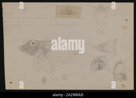 Papillon - illustration crayon Lepidotrigla Grondin, Vanessa, Hobsons Bay, Port Phillip, Arthur Bartholomew, août 1864, illustration d'un crayon, le grondin Papillon Lepidotrigla vanessa, par Arthur Bartholomew, commandé par Frederick McCoy pour la plaque 5 dans le Prodromus de la zoologie de Victoria. Cette illustration est basée sur spécimen récolté dans la baie de Port Phillip, Hobsons en août 1864. Le modèle est enregistré comme dans le NMV 41545 Collection du Musée de l'ichtyologie. Cette illustration fait partie de la très Banque D'Images