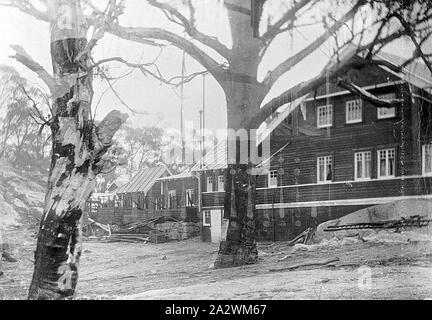 - Négatif côté sud du chalet, le Mont Buffalo, Victoria, 1910, côté sud du chalet au Mont Buffalo. Il y a deux grands arbres en premier plan Banque D'Images