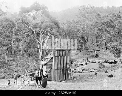 Négatif - homme & femme avec un cheval et panier en face de scierie, Mont Cole, Victoria, vers 1895, un homme et une femme avec un cheval et panier à l'avant d'une scierie dans la brousse Banque D'Images