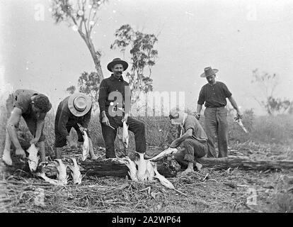 Négatif - Mount Morgan, Queensland, vers 1910, un groupe d'hommes le nettoyage de leurs captures de poisson sur un journal ouvert au pays de Bush Banque D'Images