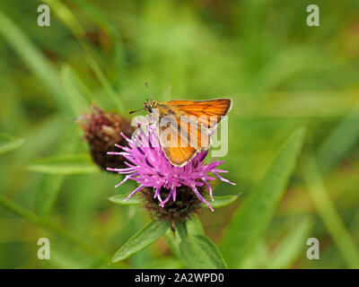 Petit papillon doré Skipper (Thymelicus sylvestris) se nourrissant sur les fleurs de centaurée (Centaurea nigra ) dans la région de Cumbria, Angleterre, Royaume-Uni Banque D'Images
