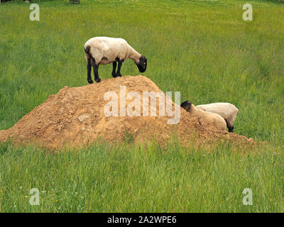 Récemment tondue face noire brebis Suffolk avec pattes noires sur le dessus du tas de terre sèche en regardant les autres dans les champs en Cumbria, Angleterre, Royaume-Uni Banque D'Images