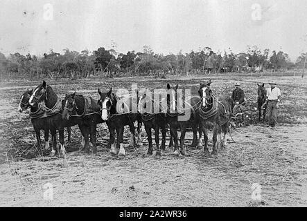 Négatif - arc-en-ciel, Victoria, 1910, une équipe de sept chevaux labourant un champ Banque D'Images