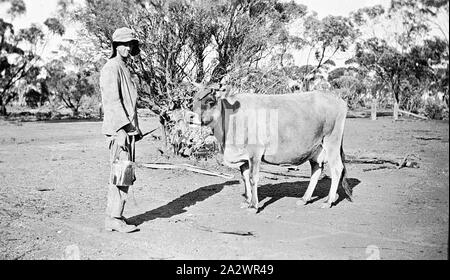 Négatif - Manangatang, Victoria, vers 1930, un homme avec une vache laitière Banque D'Images