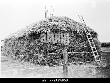 Prooinga - Négatif, Victoria, vers 1935, les enfants en haut de la chaîne haystack. Il y a une clôture en fil barbelé en premier plan Banque D'Images