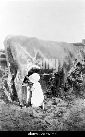 Prooinga - Négatif, Victoria, 1937, une petite fille traire une vache Banque D'Images