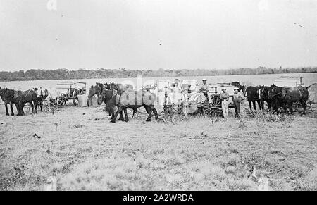 Négatif - Sea Lake, Victoria, vers 1905, la récolte avec des chevaux Banque D'Images