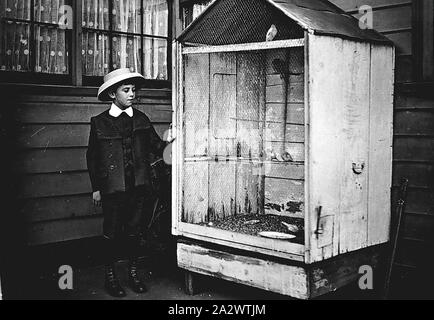 Négatif - Victoria, vers 1915, un garçon avec une grande cage à oiseaux. Il y a des oiseaux à l'intérieur de la cage Banque D'Images