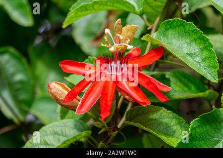 Fleur rouge passion (Passiflora miniata) libre - Floride, États-Unis Banque D'Images