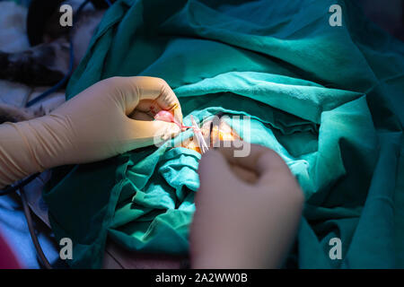 L'orchidectomie féline Technique dans un tabby kitten par un vétérinaire Banque D'Images
