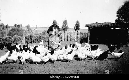 - Négatif Carwarp, Victoria, vers 1935, une femme sur l'alimentation de la volaille de la ferme de 'Sunny Hill Banque D'Images
