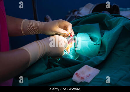 L'orchidectomie féline Technique dans un tabby kitten par un vétérinaire Banque D'Images
