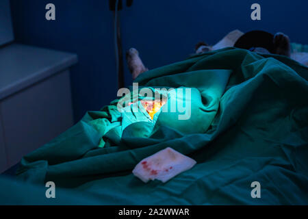 L'orchidectomie féline Technique dans un tabby kitten par un vétérinaire Banque D'Images