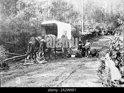 Négatif - Yan Yean District, Victoria, vers 1905, la famille McDonald sur un voyage de camping. Ils ont arrêté leur chariot couvert sur un Bush road et les chevaux se nourrissent de nosebags Banque D'Images