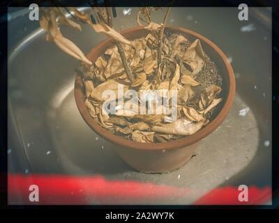 Plantes Succulentes en Pot évier Vintage Retro image. feuilles mortes dans la région de pot négatif lavabo Banque D'Images