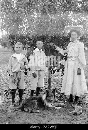 Négatif - Collines de moutons, Victoria, vers 1890, une jeune fille, deux jeunes garçons et un chien en face d'un pommier. Les enfants sont habillés pour le caméraman. Il y a un lapin mort en face de la jeune fille Banque D'Images