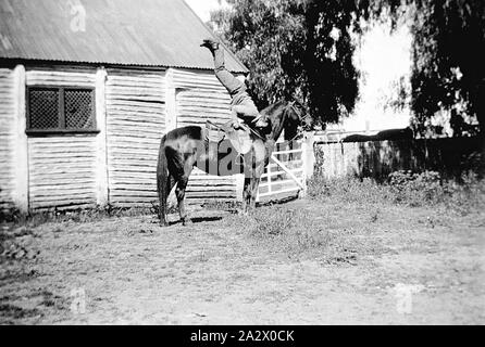 Négatif - Deniliquin District, New South Wales, 1932, un jackaroo faire un ATR sur son cheval. Dans l'arrière-plan sont les écuries sur 'Willurah' station. Ils sont construits à partir de billes avec un toit en tôle ondulée Banque D'Images