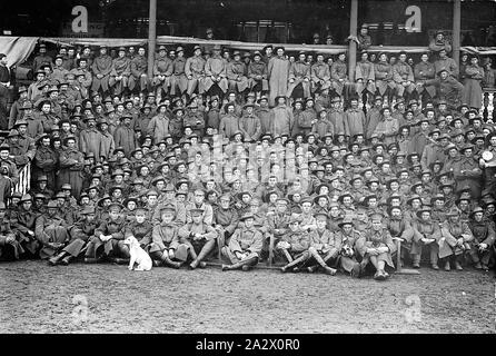 Négatif - Bendigo, Victoria, vers 1914, un grand groupe de soldats posés sur et en face d'une grande tribune Banque D'Images