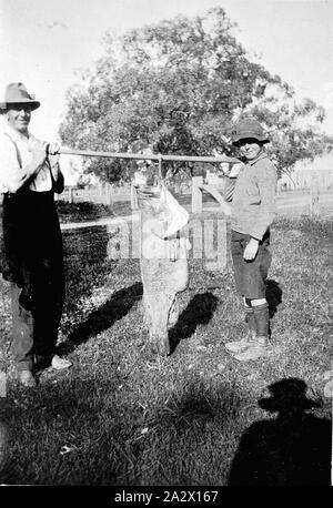 Négatif - Fernihurst, Victoria, vers 1915, un homme et un garçon avec de la morue de Murray suspendu d'un pole Banque D'Images