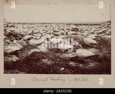 Photographie - Gannett Rookery, Cat Island, le détroit de Bass, 1893, l'un des soixante-neuf noir et blanc et photographies sépia dans un album relié [6] sont mal prises par un J Campbell lors d'un Field Naturalists' Club of Victoria de savants dans le groupe d'îles Furneaux, le détroit de Bass, en novembre1893 Banque D'Images