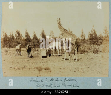 Photographie - 'Les animaux dans des jardins de De Beers, Afrique du Sud, 1902, l'une des 74 photographies en noir et blanc contenues dans un album de photographies couvert. Inscrit en première page de l'album 'M.G.A. Warner'. Appartenait à Soeur Mabel Ashton Warner, qui ont servi dans le Queen Alexandra's Royal Nursing Service. Les photographies sont collés dans l'album et sont généralement très décolorée. Certains semblent produites à des fins commerciales ; d'autres sont rugueuses et amateur Banque D'Images