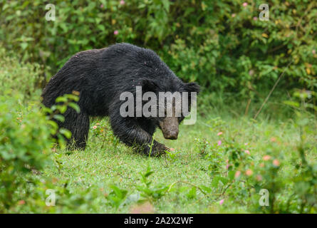 Gros ours ou Melursus ursinus espèces vulnérables rencontre dans l'habitat naturel au cours d'un safari. Scène de la faune avec des animaux dangereux. Banque D'Images