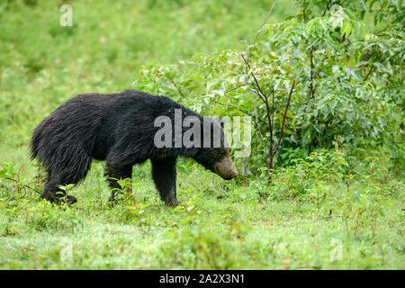 Gros ours ou Melursus ursinus espèces vulnérables rencontre dans l'habitat naturel au cours d'un safari. Scène de la faune avec des animaux dangereux. Banque D'Images