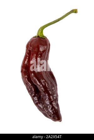 Piment bhut jolokia chocolat type isolé sur fond blanc Banque D'Images