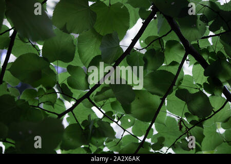 Close-up de la feuilles de l'arbre de charme. Arrière-plan flou. Tirée vers le bas. Banque D'Images